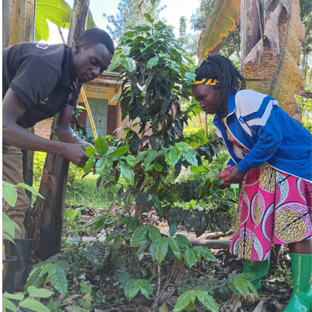 Plant a Coffee Tree