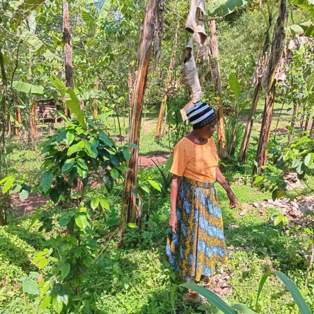Plant a Coffee Tree