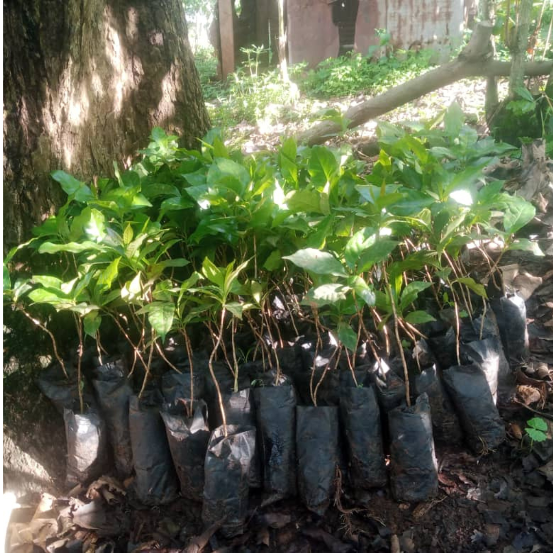 Plant a Coffee Tree