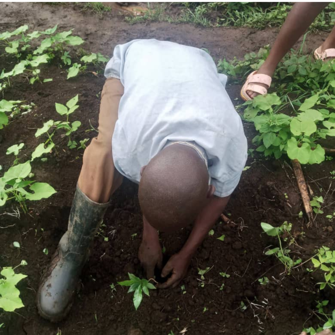 Plant a Coffee Tree