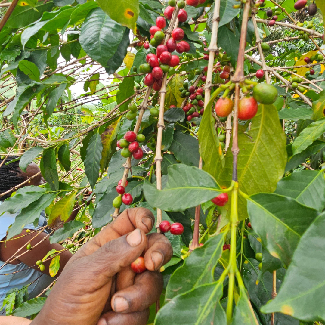 Plant a Coffee Tree