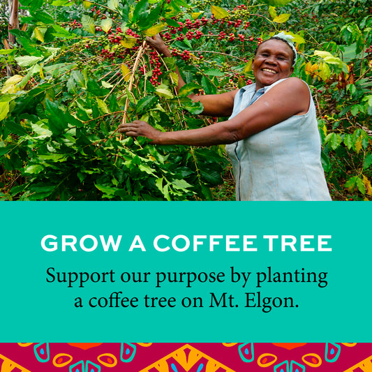 Plant a Coffee Tree