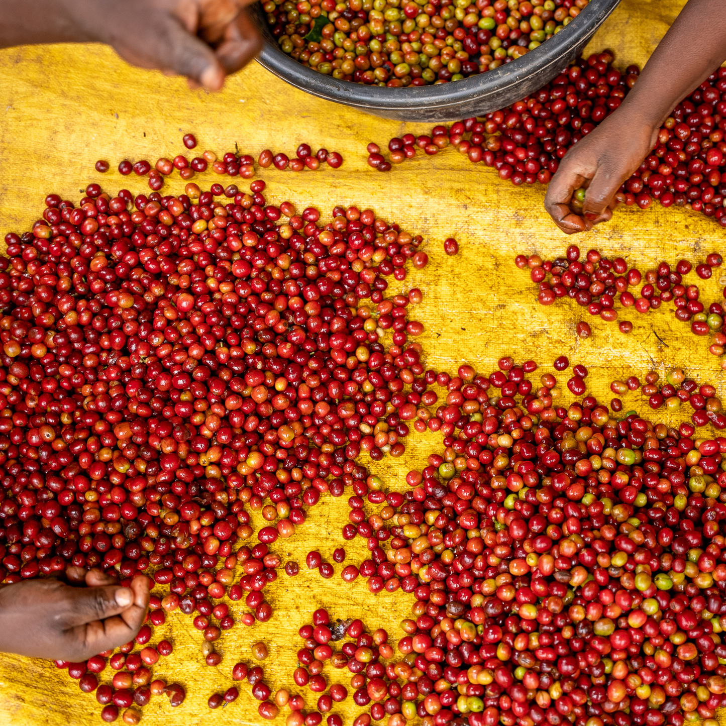 Mutuntu DECAF Roast 1kg