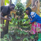 Plant a Coffee Tree