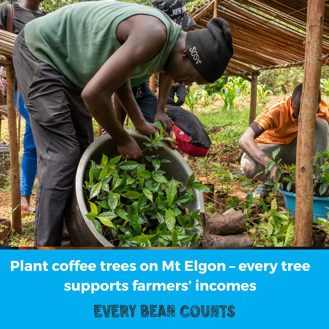 Plant a Coffee Tree