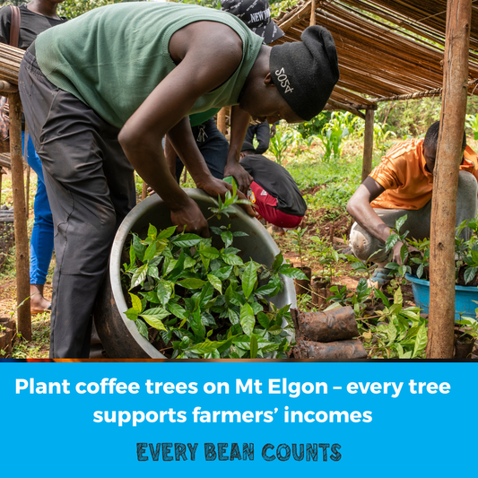 Plant a Coffee Tree