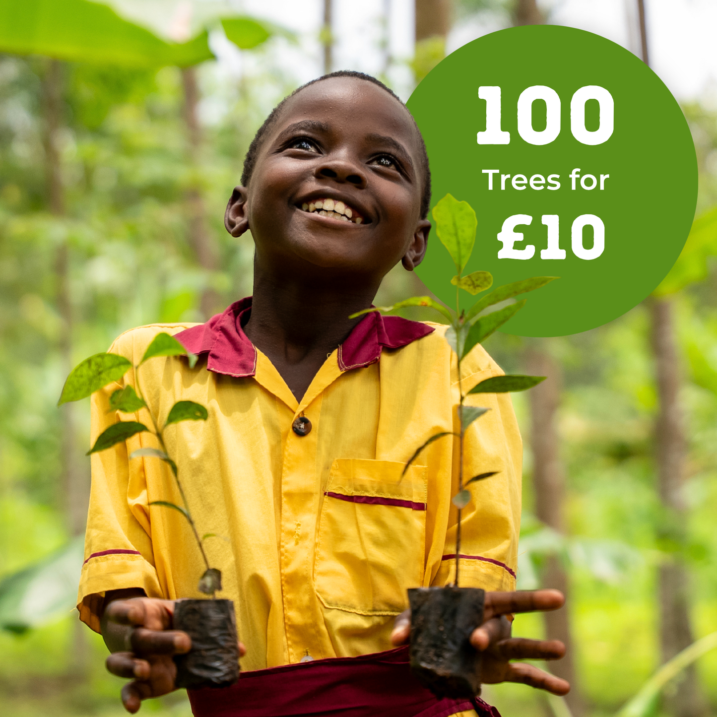 Plant 100 coffee trees