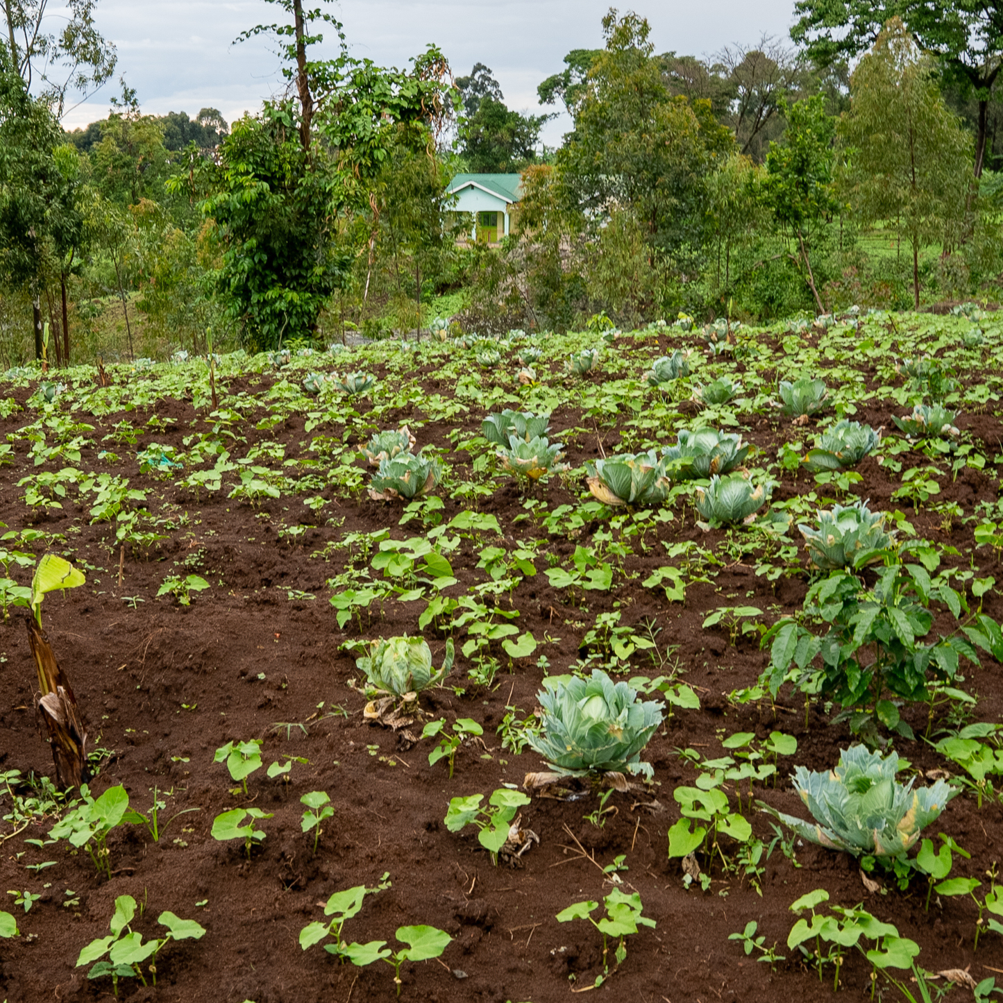 Plant 100 coffee trees